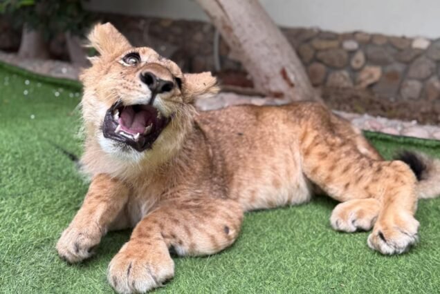 LION KING & FUNNY MONKY